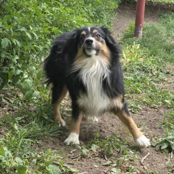 Calvin -  Australian Shepherd Dog for Adoption in Lincoln, Nebraska - Calvin | PetCurious