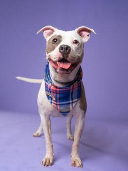 Twilight -  Mixed Breed Dog for Adoption in Atlanta, Georgia - Twilight | PetCurious