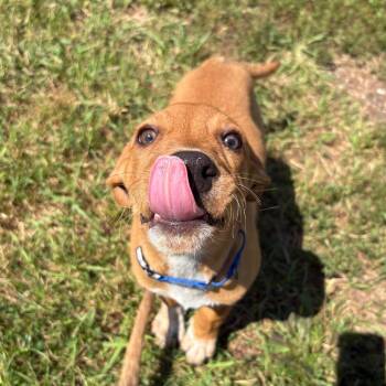 Waltz -  Labrador Retriever and Mixed Breed Dog for Adoption in West Des Moines, Iowa - Waltz | PetCurious