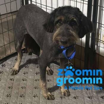 Rescue Standard Poodle and Australian Shepherd Dogs for Adoption in Burlington, Wisconsin - Quinn | PetCurious