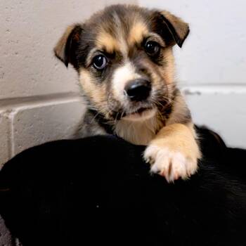 Husky Dogs Available for Adoption - Captain Hook | PetCurious