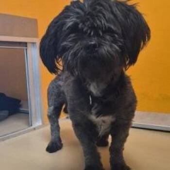 Midnight -  Lhasa Apso and Mixed Breed Dog for Adoption in Norman, Oklahoma - Midnight | PetCurious