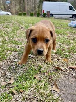 Labrador Retriever and Hound Dogs Available for Adoption in Brewster, New York - Clover (Honeybee Litter) | PetCurious
