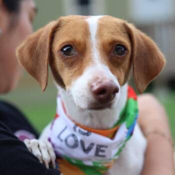 PEBBLES -  Dachshund Dog for Adoption in San Antonio, Texas - PEBBLES | PetCurious