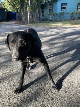 HALLIE -  Mixed Breed Dog for Adoption in Dallas, Texas - HALLIE | PetCurious