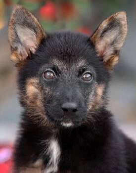 Junior von Duvensee -  German Shepherd Dog Dog for Adoption in Los Angeles, California - Junior Von Duvensee | PetCurious