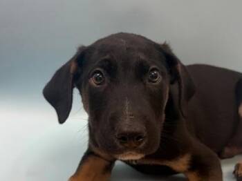 Greg -  German Shepherd Dog and Mixed Breed Dog for Adoption in Woodbury, Minnesota - Greg | PetCurious