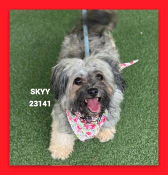 SKYY -  Yorkshire Terrier and Mixed Breed Dog for Adoption in Marietta, Georgia - SKYY | PetCurious