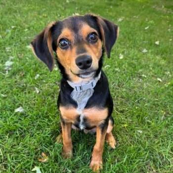 MC -  Mixed Breed Dog for Adoption in Racine, Wisconsin - MC | PetCurious