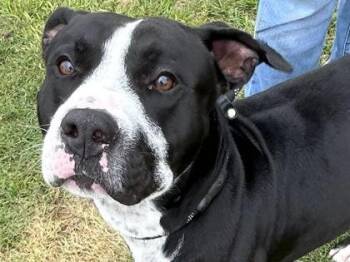 Mixed Breed Dogs Available for Adoption in Georgetown, Texas - Obi-Wan | PetCurious