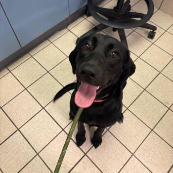 Mixed Breed Dogs Available for Adoption in Charleston, West Virginia - Maddy | PetCurious