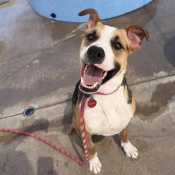 Jax -  Mixed Breed Dog for Adoption in Phoenix, Arizona - Jax | PetCurious