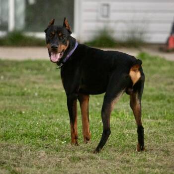 Guinness -  Doberman Pinscher Dog for Adoption in Louisville, Kentucky - Guinness | PetCurious