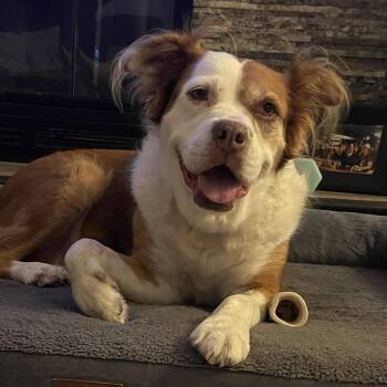 Lucky -  English Bulldog and Border Collie Dog for Adoption in Homewood, Illinois - Lucky | PetCurious
