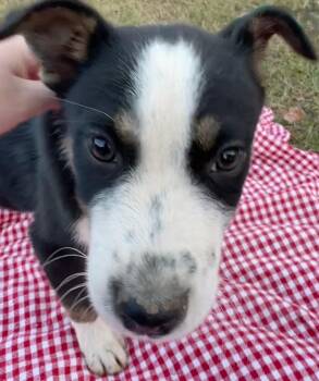 Rescue Australian Cattle Dog Blue Heeler and Husky Dogs for Adoption in Calera, Alabama - Acorn | PetCurious