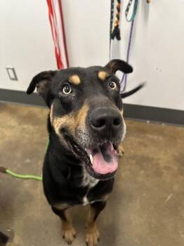 Rottweiler Dogs Available for Adoption - Pongo | PetCurious