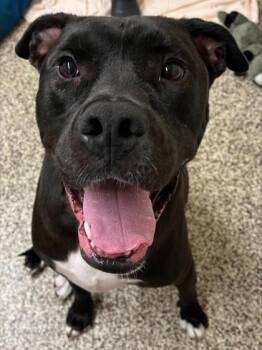Hershey -  Pit Bull Terrier and Mixed Breed Dog for Adoption in Westland, Michigan - Hershey | PetCurious