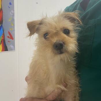 Rescue Yorkshire Terrier Dogs for Adoption in Northbrook, Illinois - Melanie | PetCurious