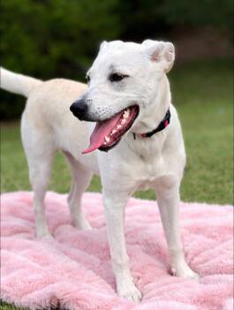 Labrador Retriever Dogs Available for Adoption in Rockwall, Texas - Daisy | PetCurious