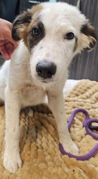Ziggy -  Great Pyrenees Dog for Adoption in Mobile, Alabama - Ziggy | PetCurious
