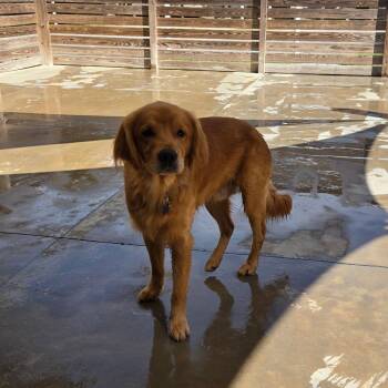 Sergeant -  Golden Retriever Dog for Adoption in Freeport, Florida - Sergeant | PetCurious
