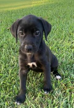 London -  Catahoula Leopard Dog and Labrador Retriever Dog for Adoption in Glocester, Rhode Island - London | PetCurious