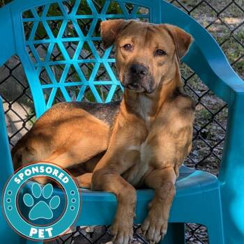 Mixed Breed Dogs Available for Adoption - Kirk | PetCurious