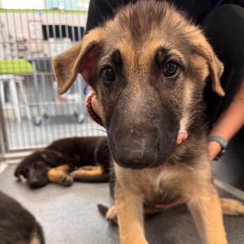 Jacob -  German Shepherd Dog Dog for Adoption in Montgomery, Alabama - Jacob | PetCurious