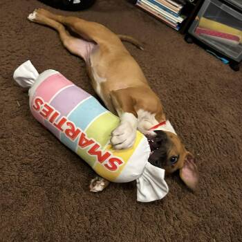 Boxer Dogs Available for Adoption - Poppy | PetCurious