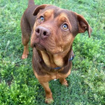 Mixed Breed and Labrador Retriever Dogs Available for Adoption in Kerrville, Texas - Monty KCAC 289.26 | PetCurious