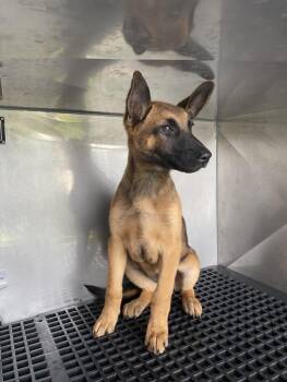 MEL -  Mixed Breed Dog for Adoption in Dallas, Texas - MEL | PetCurious