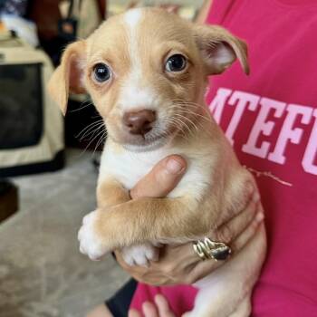 Hank the Tank -  Terrier and Chihuahua Dog for Adoption in Sonoma, California - Hank The Tank | PetCurious