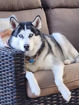 Siberian Husky Dogs Available for Adoption in Carrollton, Texas - Siya *Foster Needed* | PetCurious
