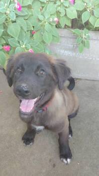Timber -  Labrador Retriever and Great Pyrenees Dog for Adoption in Broken Arrow, Oklahoma - Timber | PetCurious