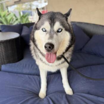 Siberian Husky Dogs Available for Adoption in Ramona, California - Rocko Rooster | PetCurious