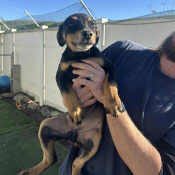 Doberman Pinscher and Australian Cattle Dog Blue Heeler Dogs Available for Adoption - Spencer | PetCurious