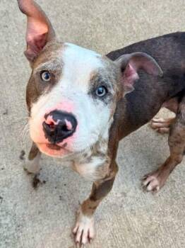 Wharton -  Pit Bull Terrier Dog for Adoption in Chicago, Illinois - Wharton | PetCurious