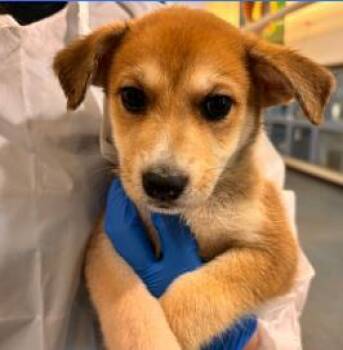 Honey Boo Boo -  Mixed Breed Dog for Adoption in West Chester, Pennsylvania - Honey Boo Boo | PetCurious