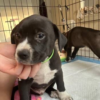 Cheddar -  Labrador Retriever and Pit Bull Terrier Dog for Adoption in Raleigh, North Carolina - Cheddar | PetCurious