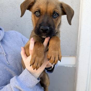 Crouton -  Mixed Breed Dog for Adoption in Las Vegas, Nevada - Crouton | PetCurious