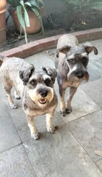Rescue Miniature Schnauzer Dogs for Adoption in West Hollywood, California - Mimi | PetCurious