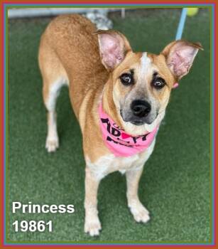 PRINCESS -  Australian Cattle Dog Blue Heeler and German Shepherd Dog Dog for Adoption in Marietta, Georgia - PRINCESS | PetCurious
