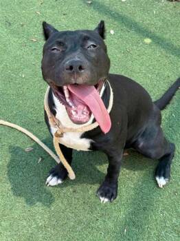 Tiger -  American Staffordshire Terrier and Mixed Breed Dog for Adoption in El Paso, Texas - Tiger | PetCurious