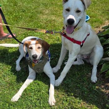 Rooster -  Hound Dog for Adoption in Glenfield, New York - Rooster | PetCurious