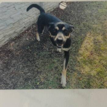 Ludo -  Mixed Breed Dog for Adoption in Lake Jackson, Texas - Ludo | PetCurious