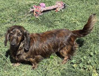 Fig -  Dachshund Dog for Adoption in Hesperia, California - Fig | PetCurious