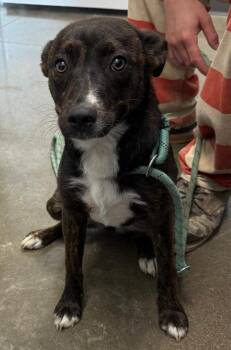 Rescue Mountain Cur Dogs for Adoption in Ashland, Kentucky - Pearl | PetCurious