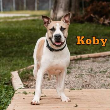 Koby -  Shar Pei and Mixed Breed Dog for Adoption in Oak Ridge, Tennessee - Koby | PetCurious