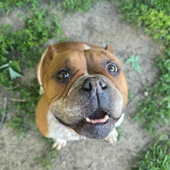 American Bully Dogs Available for Adoption in East Peoria, Illinois - Tay | PetCurious