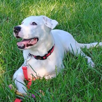 Pickles -  Yellow Labrador Retriever and Mixed Breed Dog for Adoption in Baton Rouge, Louisiana - Pickles | PetCurious
